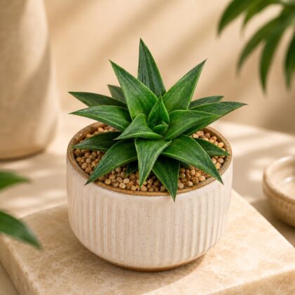 Haworthia angustifolia var. baylissii – Rare Fine-Leaf Haworthia Succulent - Nook & Nature