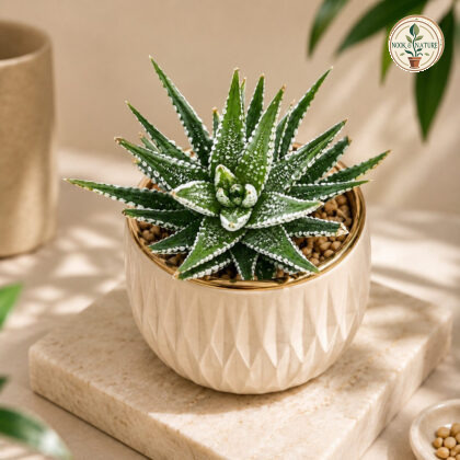 Haworthia Attenuata Alba White Zebra Haworthia Succulent H1 - Nook & Nature