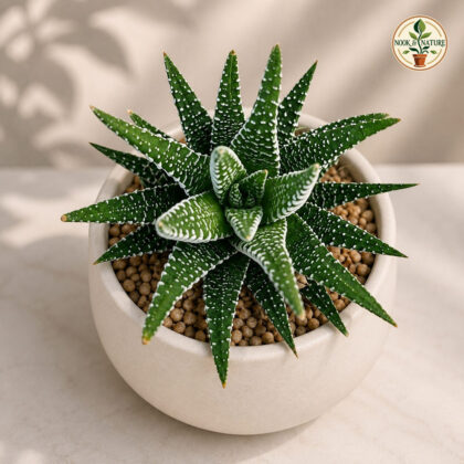 Haworthia Attenuata Big Band H2 - Nook & Nature