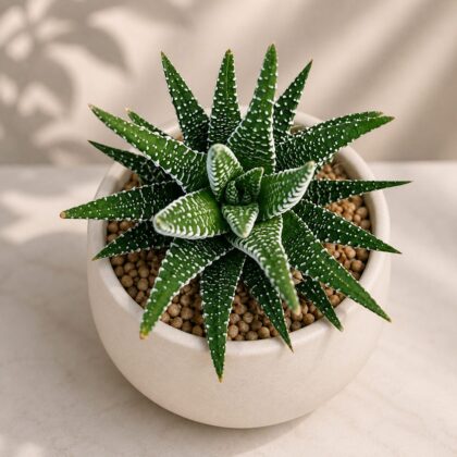 Haworthia Attenuata Big Band H2 - Nook & Nature
