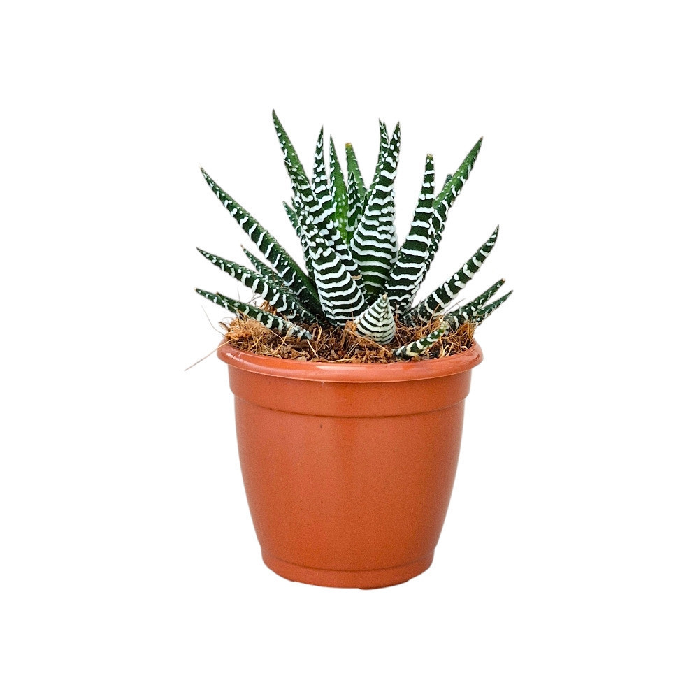 Haworthia attenuata ‘Big Band’ - Nook & Nature