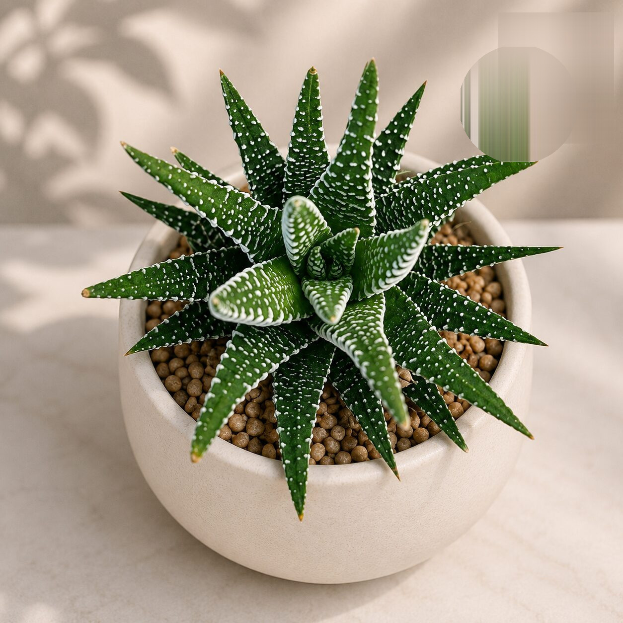 Haworthia Attenuata Big Band H2 - Nook & Nature