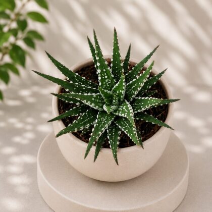 Haworthia attenuata ‘Broad Band’ – Broad Band Zebra Haworthia - Nook & Nature