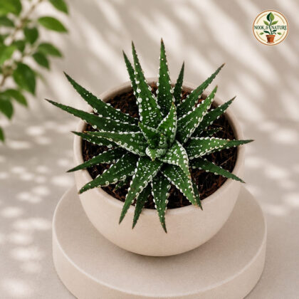 Haworthia Attenuata Broad Band Broad Band Zebra Haworthia H2 - Nook & Nature