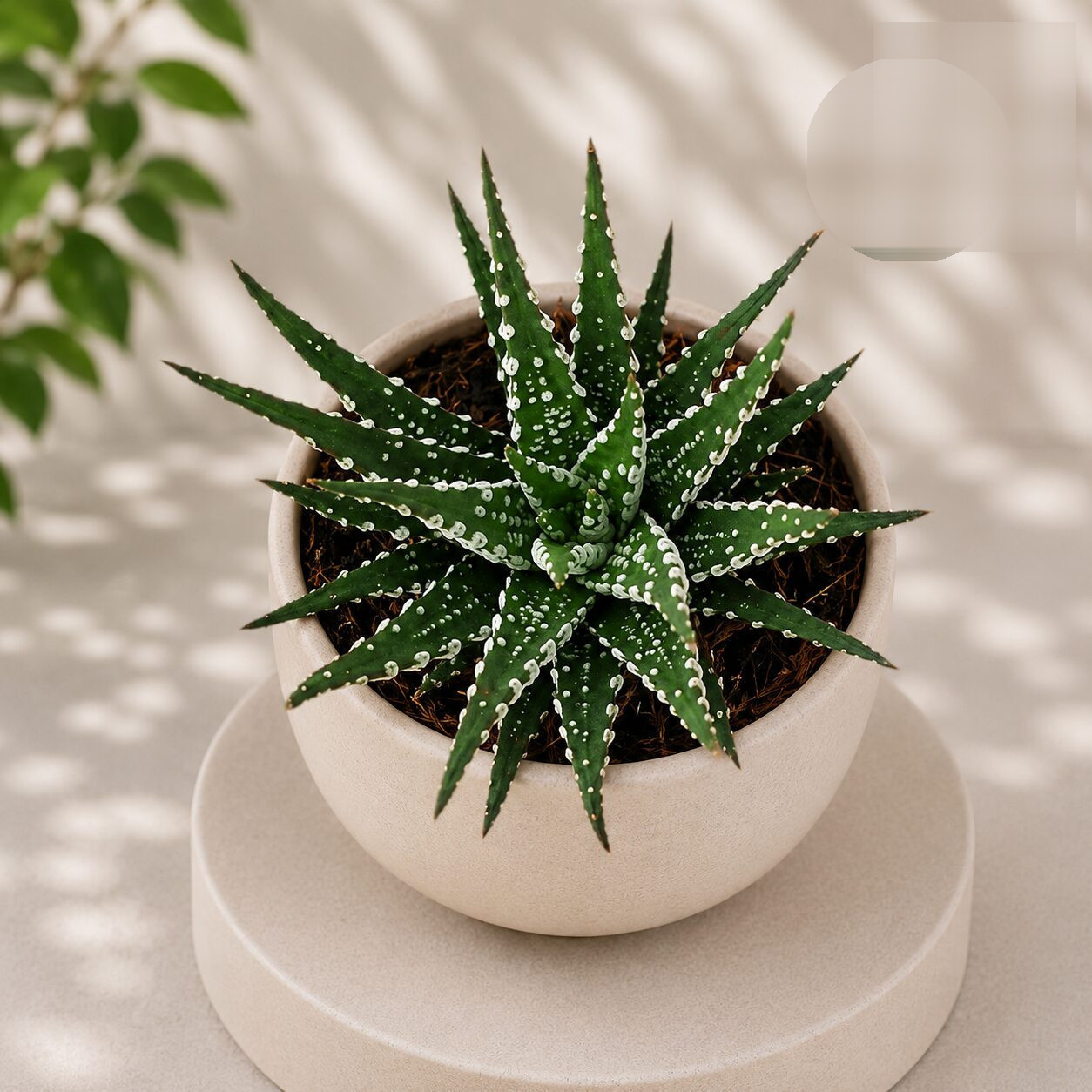 Haworthia Attenuata Broad Band Broad Band Zebra Haworthia H2 - Nook & Nature