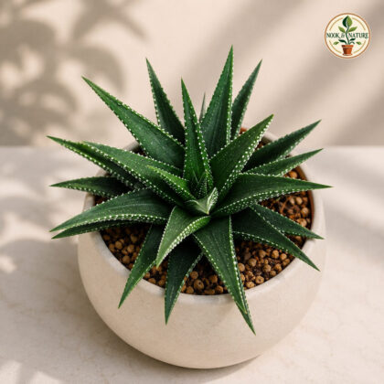 Haworthia Attenuata Dark Green H2 - Nook & Nature
