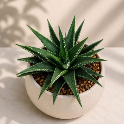 Haworthia Attenuata Dark Green H2 - Nook & Nature