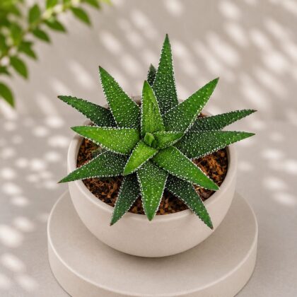Haworthia Attenuata Enon Enon Zebra Haworthia H1 - Nook & Nature