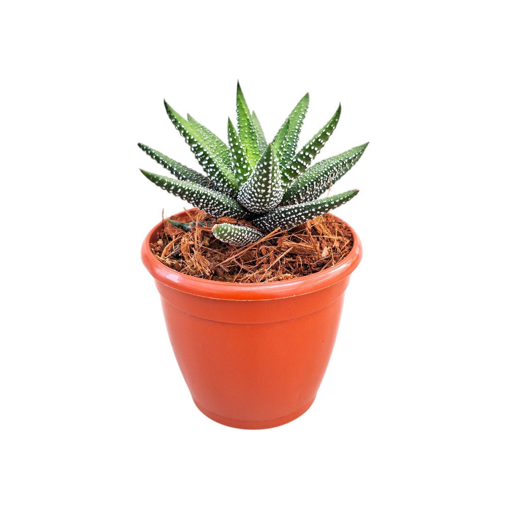 Haworthia attenuata ‘Enon’ – Enon Zebra Haworthia - Nook & Nature