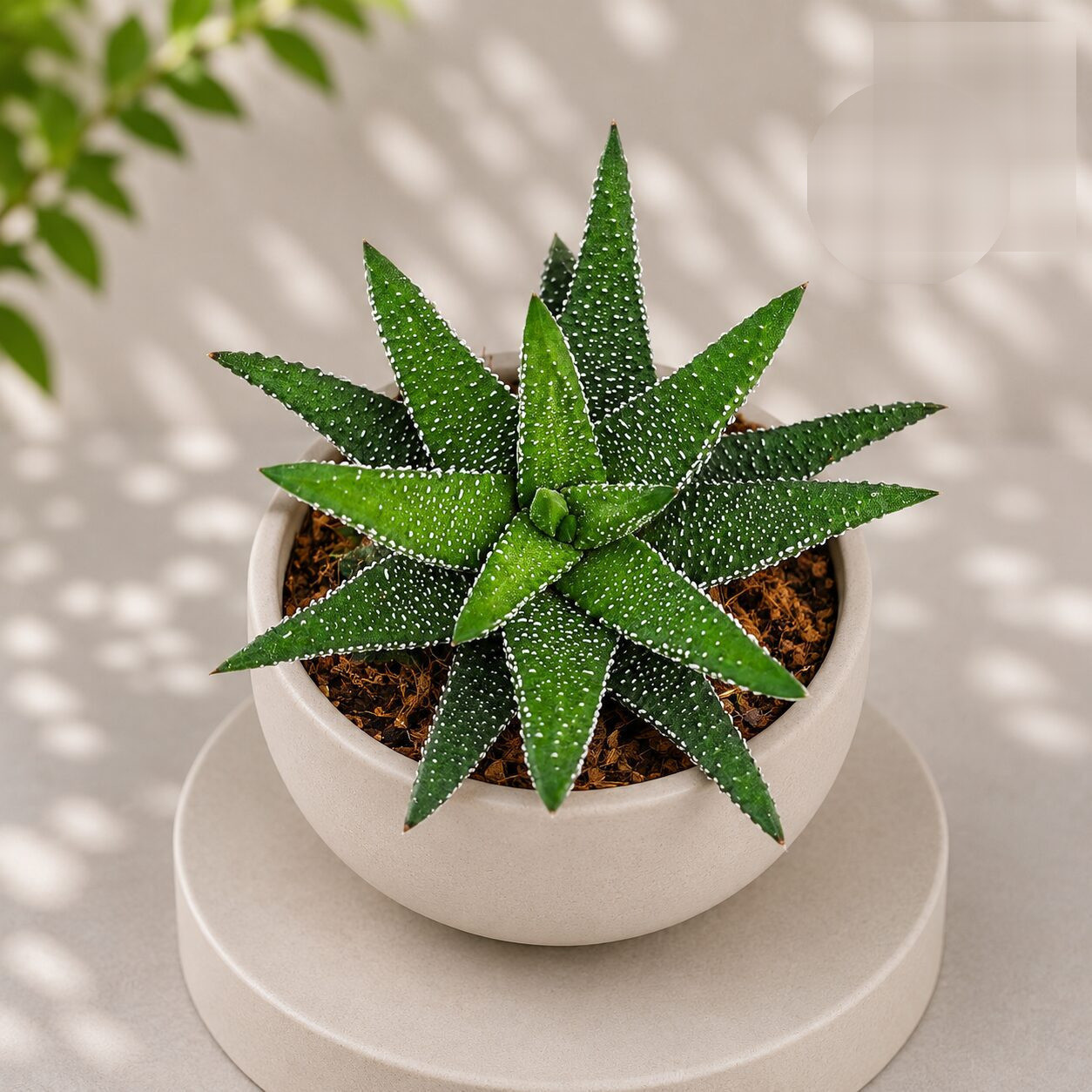 Haworthia Attenuata Enon Enon Zebra Haworthia H1 - Nook & Nature