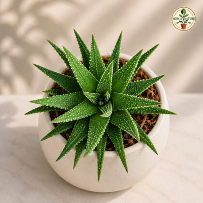 Haworthia Attenuata Green H2 - Nook & Nature