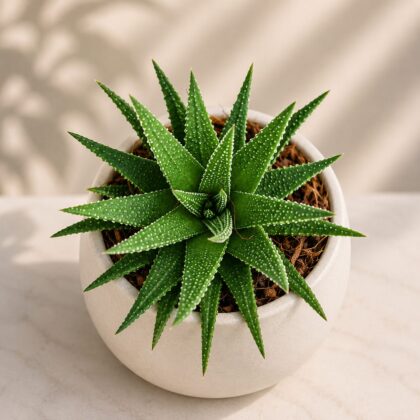 Haworthia Attenuata Green H2 - Nook & Nature