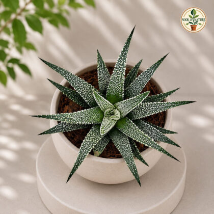 Haworthia Attenuata Snowy Snowy Zebra Haworthia H1 - Nook & Nature