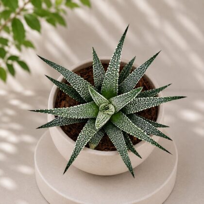 Haworthia Attenuata Snowy Snowy Zebra Haworthia H1 - Nook & Nature