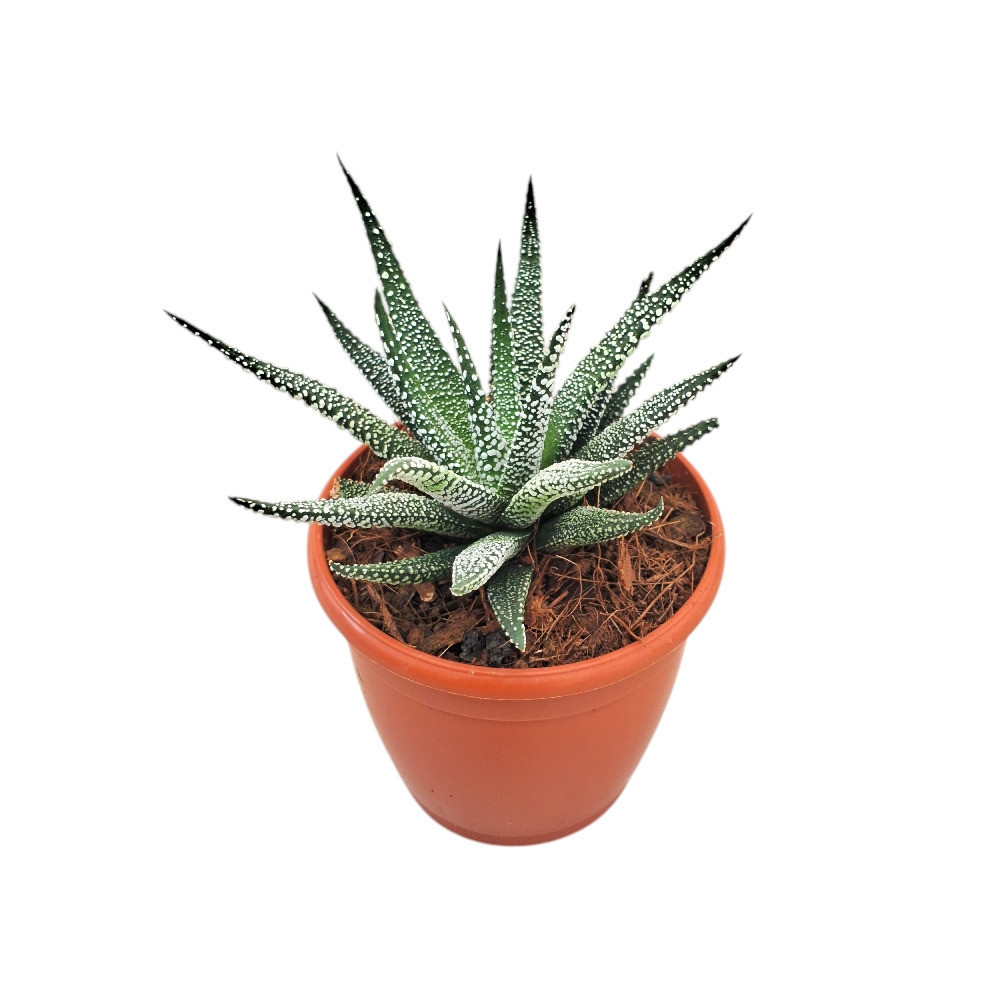 Haworthia attenuata ‘Snowy’ – Snowy Zebra Haworthia - Nook & Nature