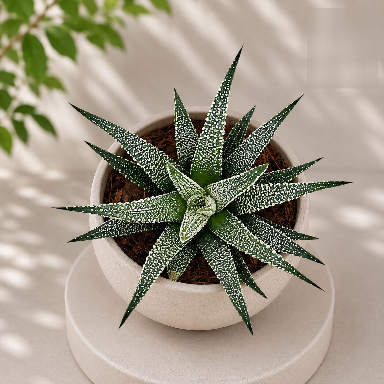 Haworthia Attenuata Snowy Snowy Zebra Haworthia H1 - Nook & Nature