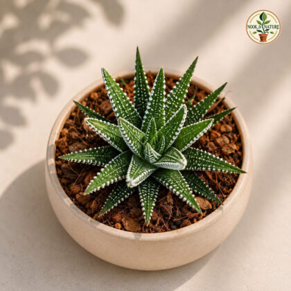 Haworthia Attenuata Zebra H1 - Nook & Nature
