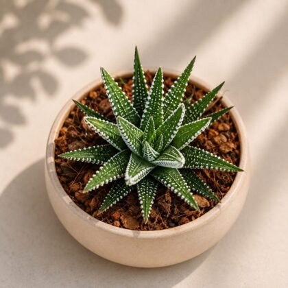 Haworthia Attenuata Zebra H1 - Nook & Nature