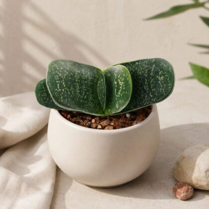 Haworthia Brachyphylla Giant H2 - Nook & Nature