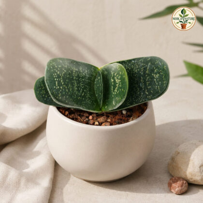Haworthia Brachyphylla Giant H2 - Nook & Nature