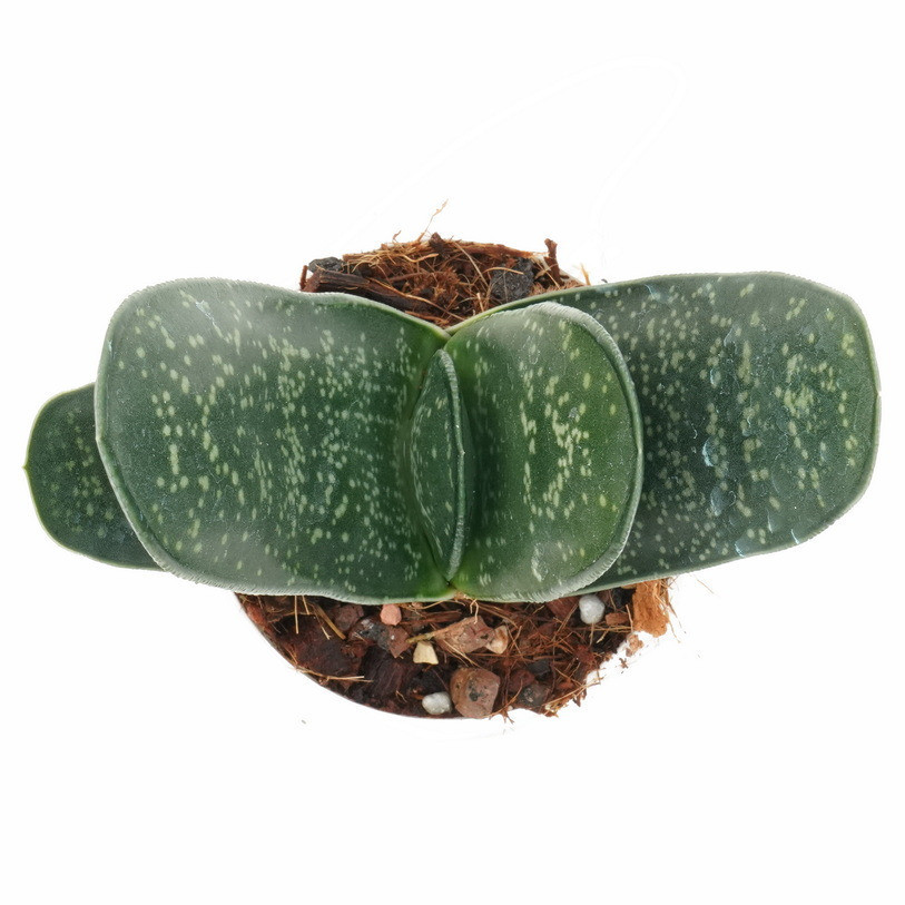 Haworthia brachyphylla ‘Giant’ - Nook & Nature