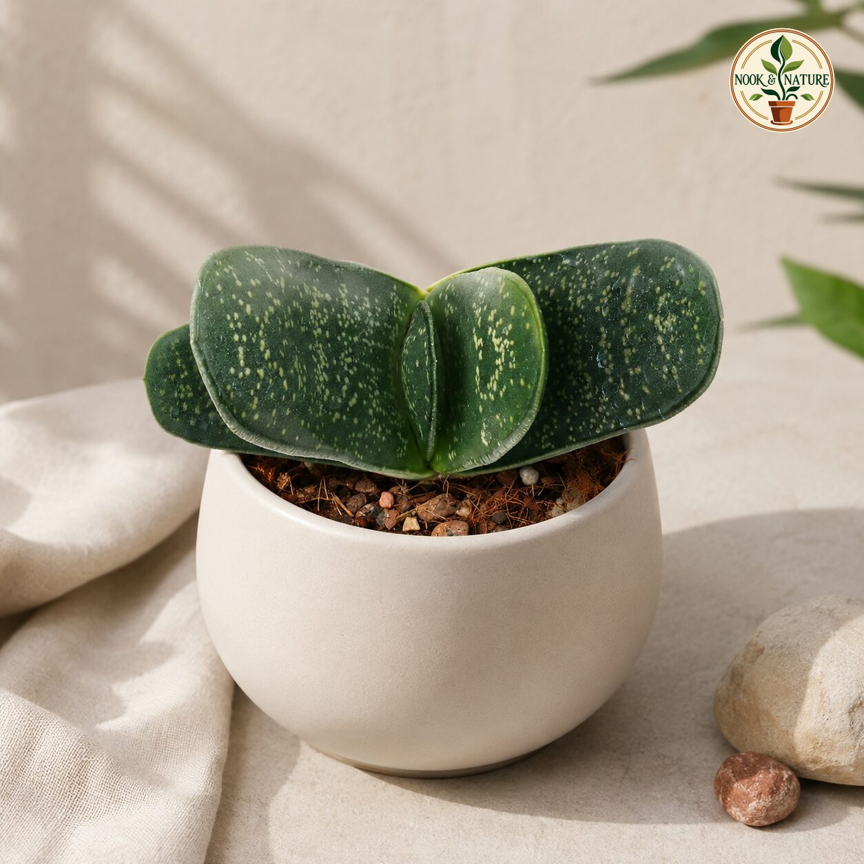 Haworthia Brachyphylla Giant H2 - Nook & Nature
