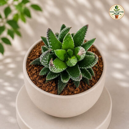 Haworthia Coarctata Lemon Green Lemon Green Haworthia H2 - Nook & Nature