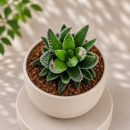 Haworthia Coarctata Lemon Green Lemon Green Haworthia H2 - Nook & Nature