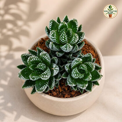 Haworthia Coarctata Tropica H2 - Nook & Nature