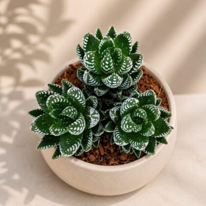 Haworthia Coarctata Tropica H2 - Nook & Nature