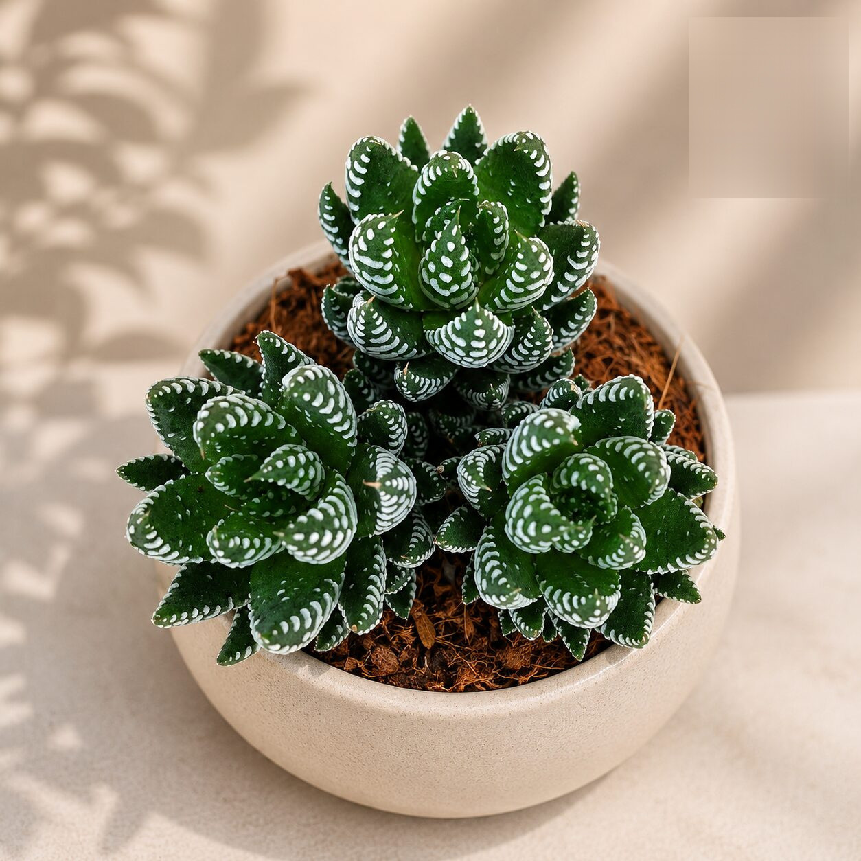 Haworthia Coarctata Tropica H2 - Nook & Nature