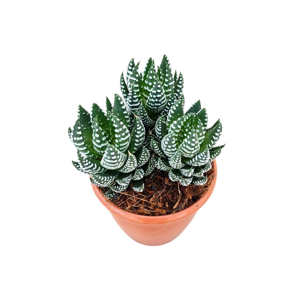 Haworthia coarctata ‘Tropica’ - Nook & Nature
