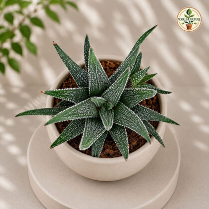 Haworthia Concolor Concolor Haworthia H2 - Nook & Nature