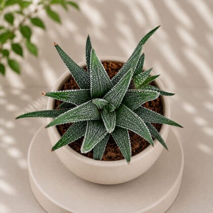 Haworthia Concolor Concolor Haworthia H2 - Nook & Nature