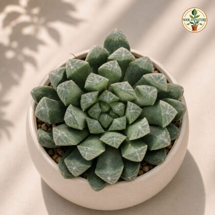 Haworthia Cooperii G2 H2 - Nook & Nature