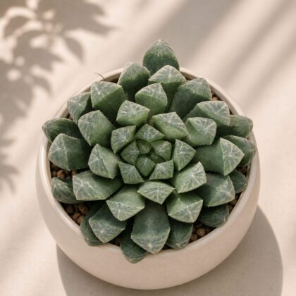 Haworthia Cooperii G2 H2 - Nook & Nature