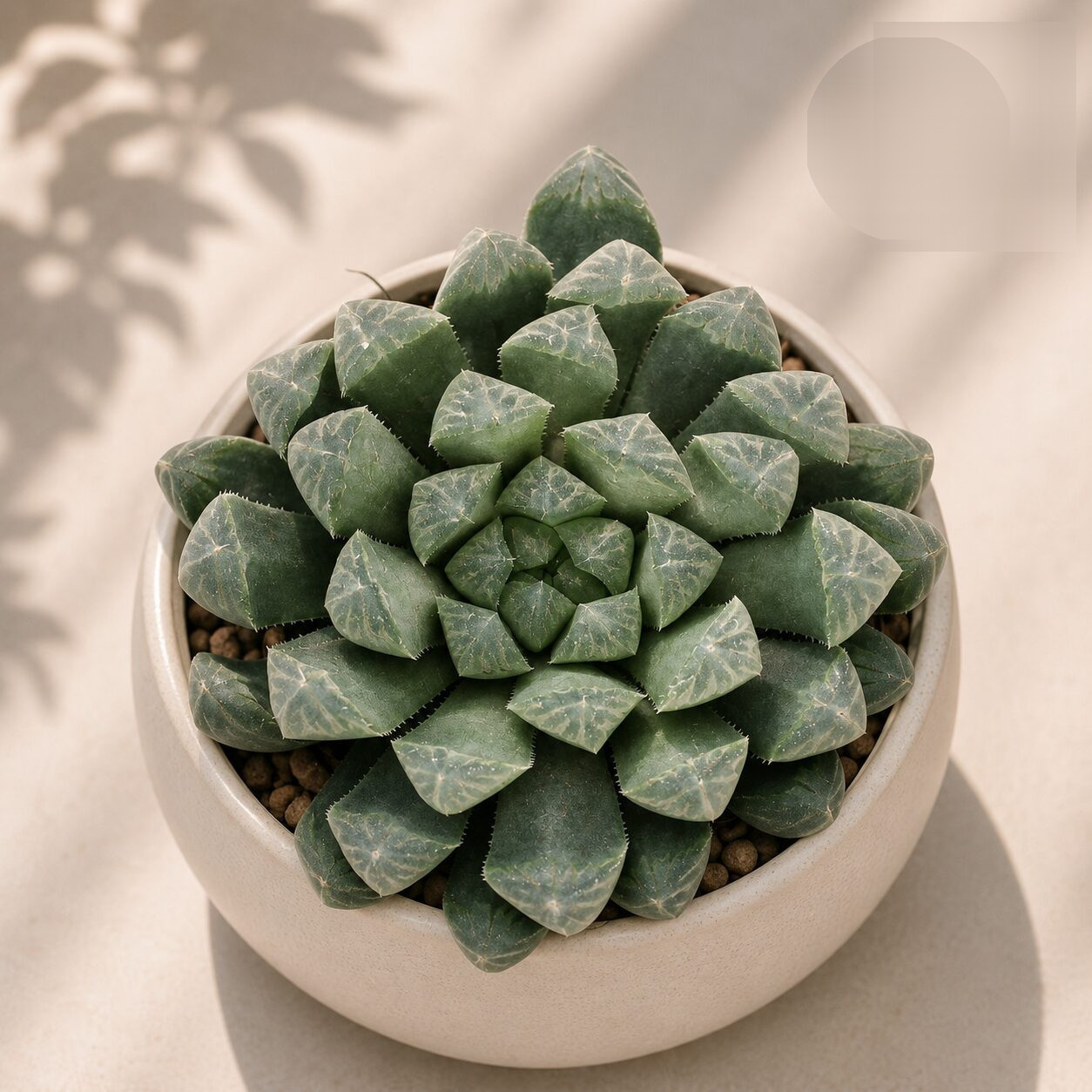 Haworthia Cooperii G2 H2 - Nook & Nature