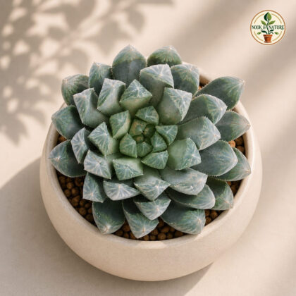 Haworthia Cooperii Hybrida H2 - Nook & Nature