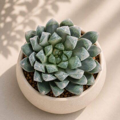 Haworthia Cooperii Hybrida H2 - Nook & Nature