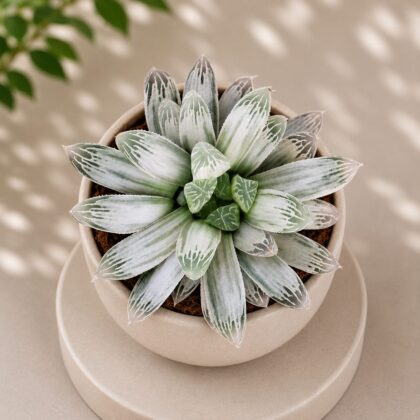 Haworthia cooperii Silver Swirls – Silver Swirls Haworthia - Nook & Nature