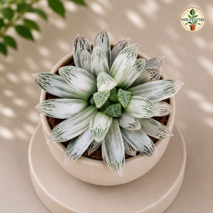 Haworthia Cooperii Silver Swirls Silver Swirls Haworthia H1 - Nook & Nature