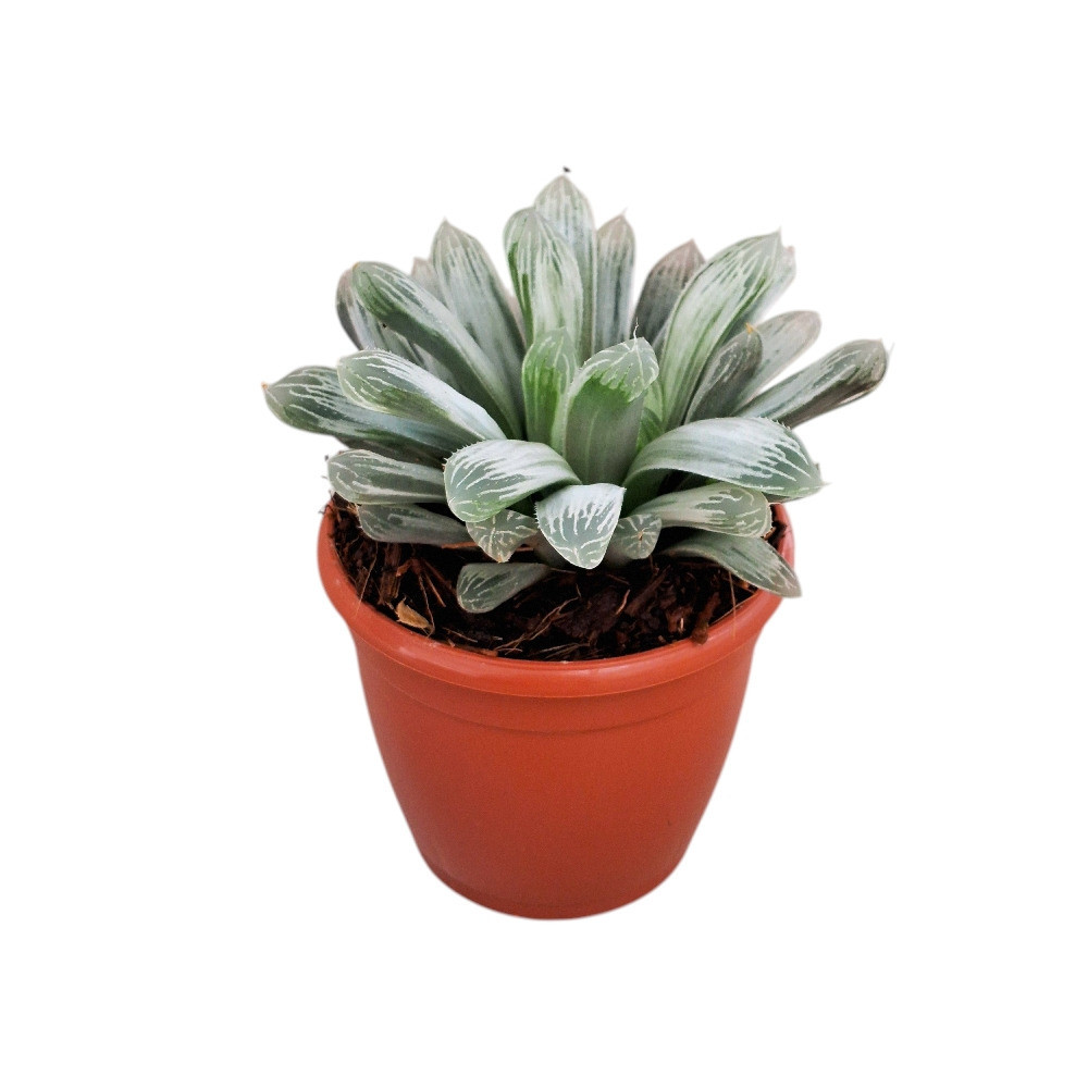 Haworthia cooperii Silver Swirls – Silver Swirls Haworthia - Nook & Nature