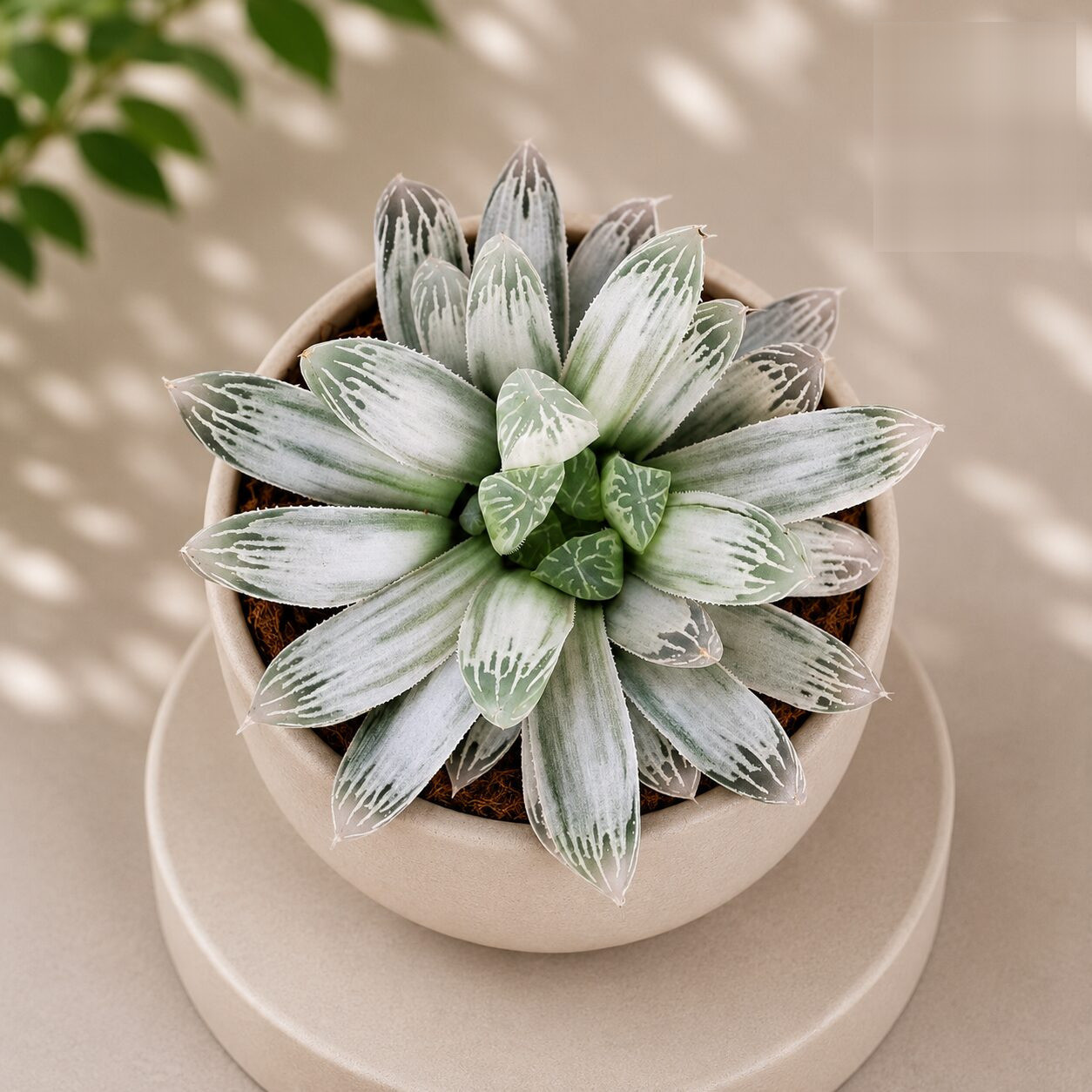 Haworthia Cooperii Silver Swirls Silver Swirls Haworthia H1 - Nook & Nature