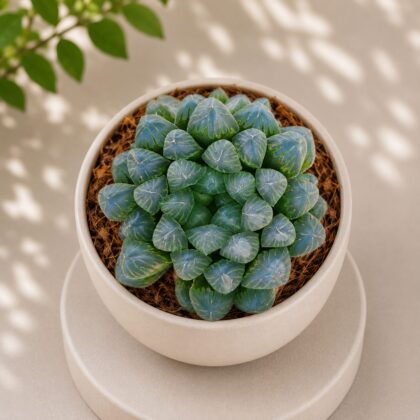 Haworthia cooperii var. obtusa – Crystal Haworthia, Window Haworthia - Nook & Nature