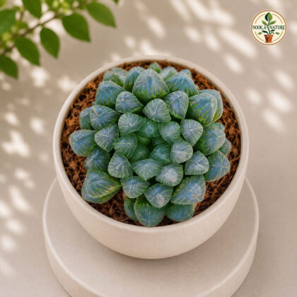 Haworthia Cooperii Var Obtusa Crystal Haworthia Window Haworthia H1 - Nook & Nature
