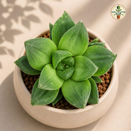 Haworthia Cymbiformis H2 - Nook & Nature