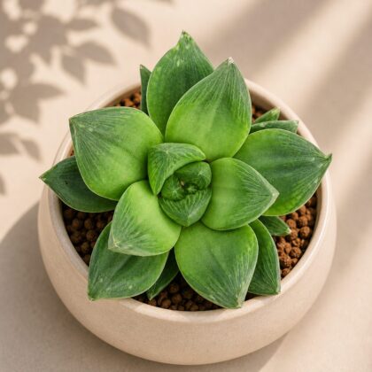Haworthia Cymbiformis H2 - Nook & Nature
