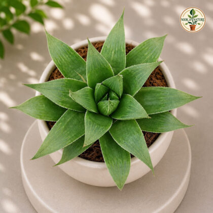 Haworthia Emelyae Hybrid Emelyae Hybrid Haworthia H2 - Nook & Nature