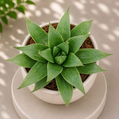 Haworthia Emelyae Hybrid Emelyae Hybrid Haworthia H2 - Nook & Nature