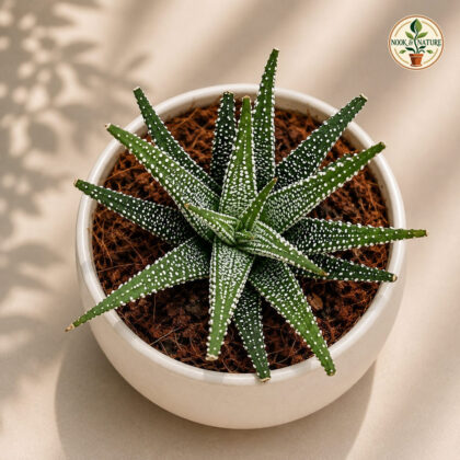 Haworthia Fasciata Variabilis H2 - Nook & Nature